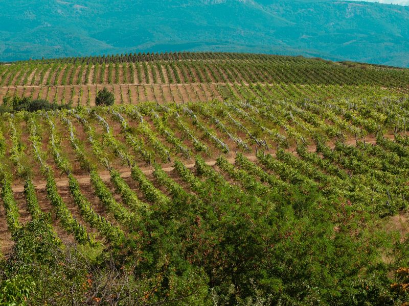 Vineyards near Eger with hills behind
